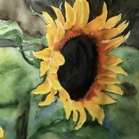 Sonnenblume_1
